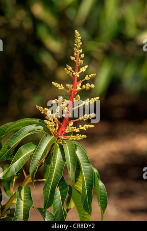 Mangobaum (Mangifera Indica), Blüte, Kalifornien, USA Stockfoto