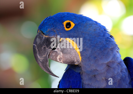 Hyazinth-Ara oder sieht Ara (Anodorhynchus Hyacinthinus), Erwachsene, Porträt, Miami, Florida, USA Stockfoto