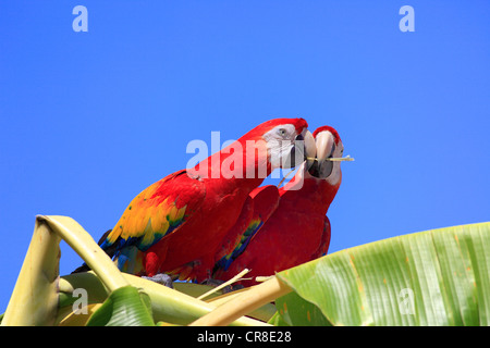 Rote Aras (Ara Macao), thront Erwachsenen paar auf eine Bananenstaude, vorbei an einem Geschenk, Roatan, Honduras, Karibik, Mittelamerika Stockfoto