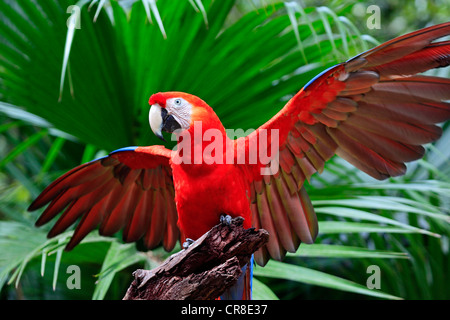 Hellroten Aras (Ara Macao), Erwachsene, thront auf einem Aussichtspunkt mit seinen Flügeln zu verbreiten, Roatan, Honduras, Karibik, Mittelamerika Stockfoto