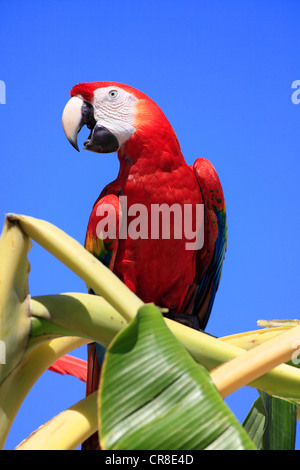 Hellroten Aras (Ara Macao), Erwachsene, thront auf einer Banane Baum, Kreischen, Roatan, Honduras, Karibik, Mittelamerika Stockfoto