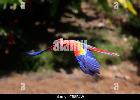 Hellroten Aras (Ara Macao), Erwachsene, Regenwald, Roatan, Honduras, Karibik, Mittelamerika, Lateinamerika vorbeifliegen Stockfoto