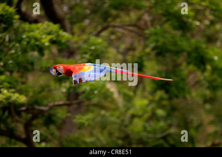 Hellroten Aras (Ara Macao), Erwachsene, Regenwald, Roatan, Honduras, Karibik, Mittelamerika, Lateinamerika vorbeifliegen Stockfoto