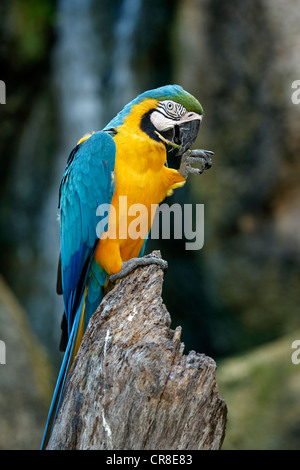 Blau-gelbe Ara oder blau und Gold Aras (Ara Ararauna), Erwachsener, Südamerika Stockfoto