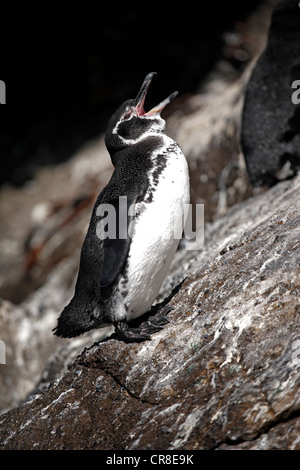 Galápagos-Pinguin (Spheniscus Mendiculus), Erwachsene, stehend auf Felsen, mit der Aufforderung, Galapagos-Inseln, Ecuador, Südamerika Stockfoto