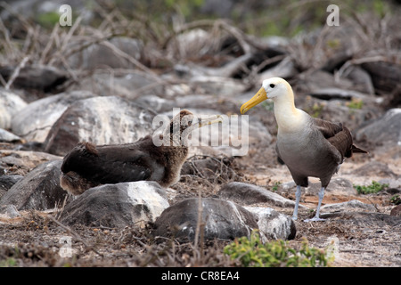 Winkte Albatross oder Galapagos-Albatros (Phoebastria Irrorata), juvenile, auf dem Boden, Altvogel, betteln, Ecuador Stockfoto