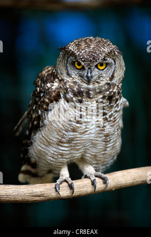 Gefleckte Uhu (Bubo Africanus), thront auf Zweig, Südafrika, Afrika Stockfoto