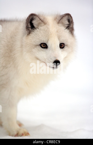 Polarfuchs, White Fox, Polarfuchs oder Schnee Fuchs (Vulpes Lagopus früher Alopex Lagopus), Erwachsene, Nahrungssuche im Schnee Stockfoto