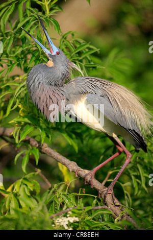 Dreifarbigen Heron (Egretta Tricolor), Erwachsene, thront auf Baum, anzeigen, Florida, USA Stockfoto