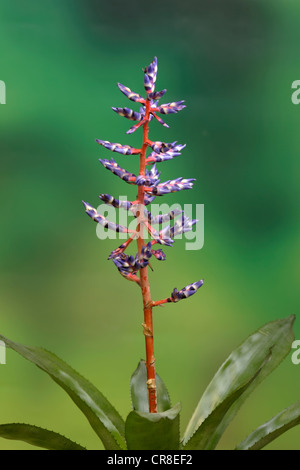 Flammendes Schwert (Vriesea Splendens), in Blüte, Südamerika Stockfoto