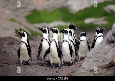 Afrikanische Pinguine, Black-footed Pinguin oder Jackass-Pinguin (Spheniscus Demersus), Gruppe, am Strand, Bettys Bay, Südafrika Stockfoto