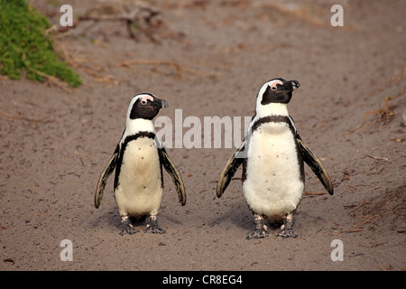 Afrikanische Pinguine, Black-footed Pinguin oder Jackass-Pinguin (Spheniscus Demersus), koppeln, Wandern am Strand, Bettys Bay Stockfoto