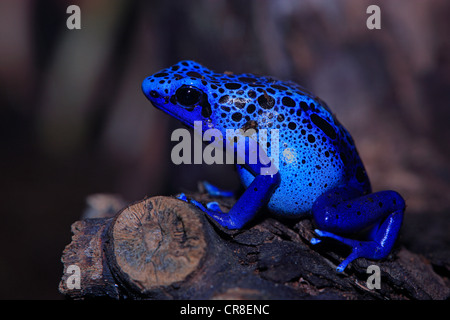 Blauer Pfeilgiftfrosch (Dendrobatus Tinctorius Azureus), Erwachsener, Südamerika Stockfoto