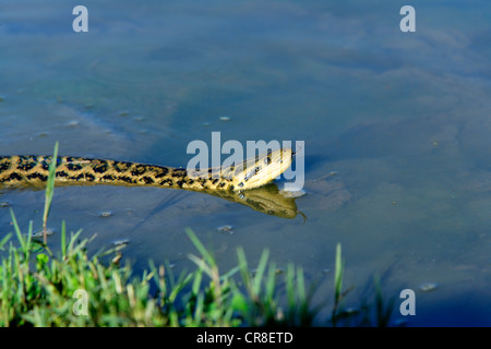 Gelbe Anakonda oder paraguayischen Anaconda (Eunectes Notaeus), Schwimmen, Pantanal, Brasilien, Südamerika Stockfoto