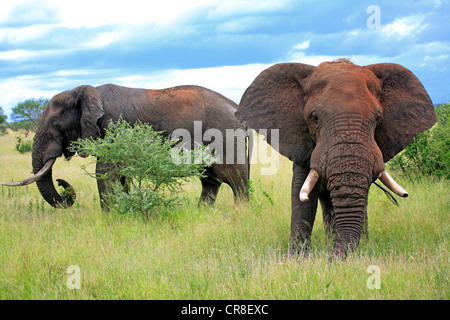 Zwei afrikanische Elefanten (Loxodonta Africana), Männchen, Krüger Nationalpark, Südafrika, Afrika Stockfoto
