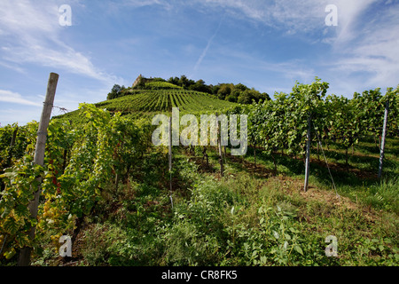 Reben in den Weinbergen rund um Burgruine Staufen, zerstört 1632, Staufen Im Breisgau, Südschwarzwald Stockfoto