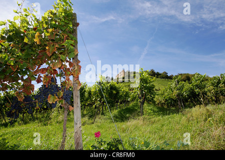 Reben in den Weinbergen rund um Burgruine Staufen, zerstört 1632, Staufen Im Breisgau, Südschwarzwald Stockfoto