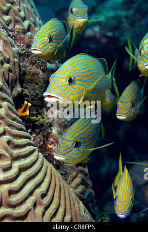 Schule der blau gestreifte Grunt Stockfoto