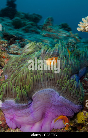 Anemonenfische und Anemone Stockfoto