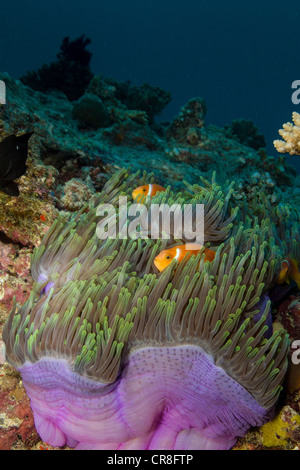 Anemonenfische und Anemone Stockfoto