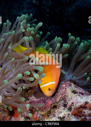Anemonenfische Bewachung Eiern Stockfoto
