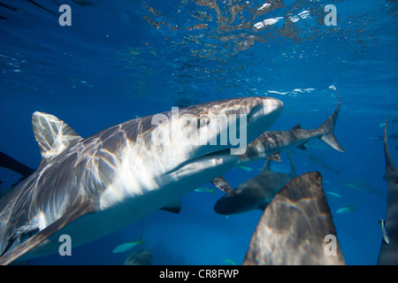 Nahaufnahme der Karibische Riffhaie Stockfoto