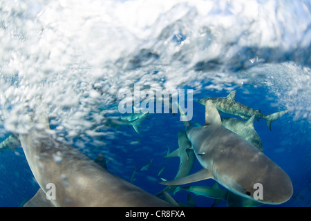 Rausch der Karibische Riffhaie Stockfoto