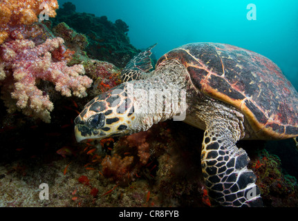 Echte Karettschildkröte am Korallenriff Stockfoto