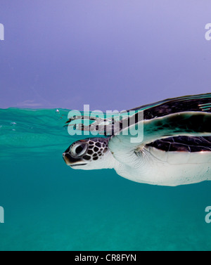 Juvenile grüne Meeresschildkröte Stockfoto