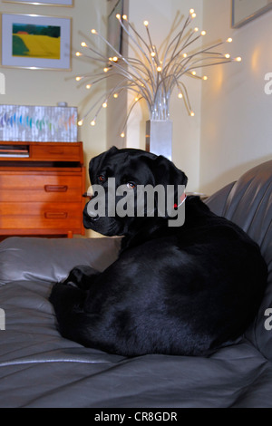 Labrador Retriever (Canis Lupus Familiaris), ein junger schwarzer Mann auf dem Sofa im Wohnzimmer Stockfoto