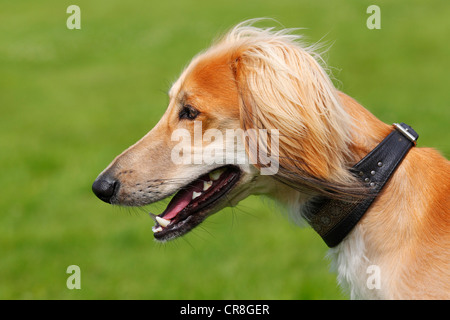 Junge männliche Saluki, persischer Windhund, Royal Dog of Egypt, Windhund Hunderasse (Canis Lupus Familiaris), Haushund Stockfoto