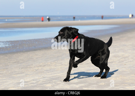 Schwarze Labrador Retriever (Canis Lupus Familiaris), Rüde bei der Hundestrand Stockfoto