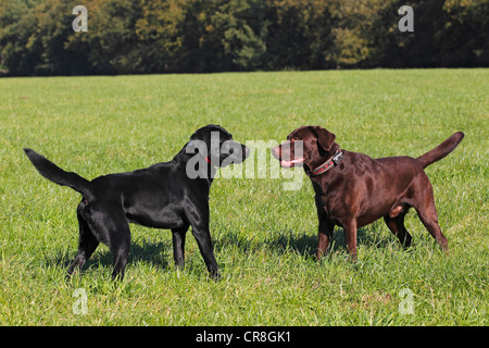 Schwarze und braune Labrador Retriever (Canis Lupus Familiaris), zwei Rüden, die einander zugewandt Stockfoto