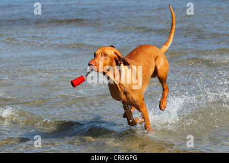 Magyar Vizsla (Canis Lupus Familiaris), Rüden laufen im Wasser mit einem Hundespielzeug in den Mund, Strand Stockfoto