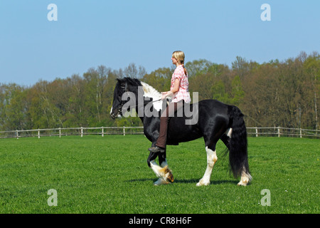 Junge Frau Reiten ein Pferd Gypsy Vanner oder Irish Tinker Pferd (Equus Przewalskii F. Caballus), Hengst Stockfoto