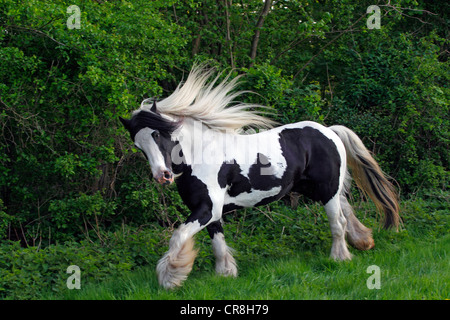 Gypsy Horse oder Gypsy Vanner Pferd (Equus Przewalskii F. Caballus), Hengst Stockfoto