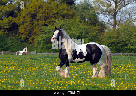 Gypsy Horse oder Gypsy Vanner Pferd (Equus Przewalskii F. Caballus), Hengst Stockfoto