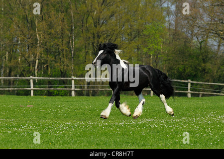 Gypsy Horse oder Gypsy Vanner Pferd (Equus Przewalskii F. Caballus), Trabrennen Hengst Stockfoto