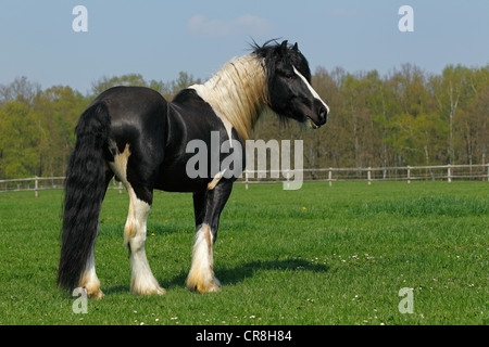 Gypsy Horse oder Gypsy Vanner Pferd (Equus Przewalskii F. Caballus), Hengst Stockfoto
