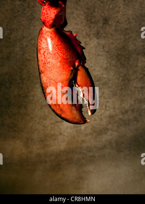 Hummergreifer Stockfoto