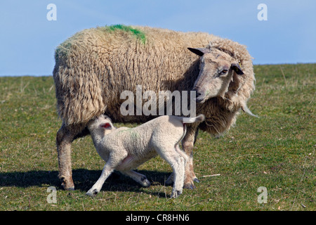 Mit Lamm Hausschafe (Ovis Ammon F. Aries) stehend auf einem Deich, Ewe mit Spanferkel, Lamm, Schleswig-Holstein, Deutschland, Europa Stockfoto