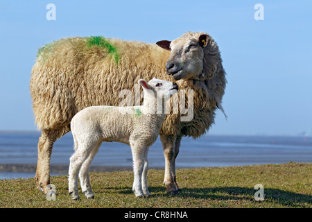 Mit Lamm Hausschafe (Ovis Ammon F. Aries) stehend auf einem Deich, Mutterschaf mit Lamm, Schleswig-Holstein, Deutschland, Europa Stockfoto