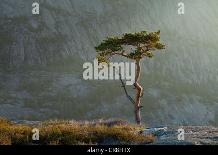 Kiefer im Morgengrauen am Måfjell in Nissedal, Telemark Fylke, Norwegen. Stockfoto