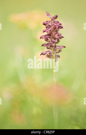 Bug-Orchidee (Anacamptis Coriophora), Österreich, Europa Stockfoto