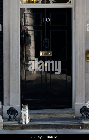 Larry steht die Downing Street-Katze auf der Treppe der 10 Downing Street Stockfoto