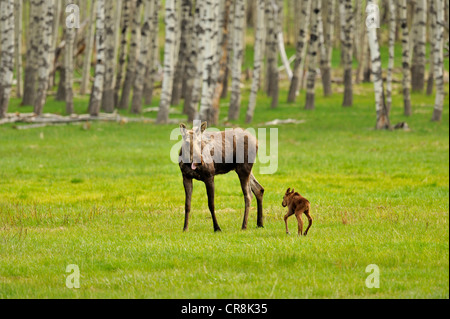 Elch (Alces alces) Mutter und Neugeborenes Kalb Kette Lakes Provincial Park, Alberta, Kanada Stockfoto