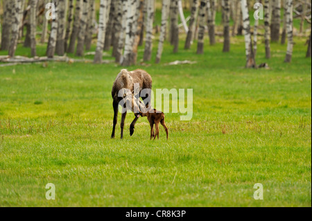 Elch (Alces alces) Mutter und Neugeborenes Kalb Kette Lakes Provincial Park, Alberta, Kanada Stockfoto
