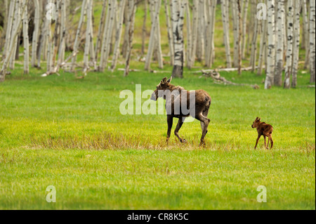 Elch (Alces alces) Mutter und Neugeborenes Kalb Kette Lakes Provincial Park, Alberta, Kanada Stockfoto