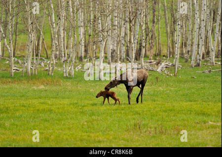 Elch (Alces alces) Mutter und Neugeborenes Kalb Kette Lakes Provincial Park, Alberta, Kanada Stockfoto