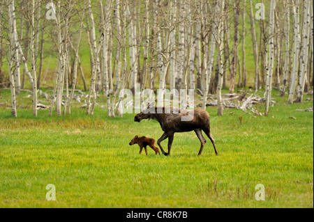 Elch (Alces alces) Mutter und Neugeborenes Kalb Kette Lakes Provincial Park, Alberta, Kanada Stockfoto